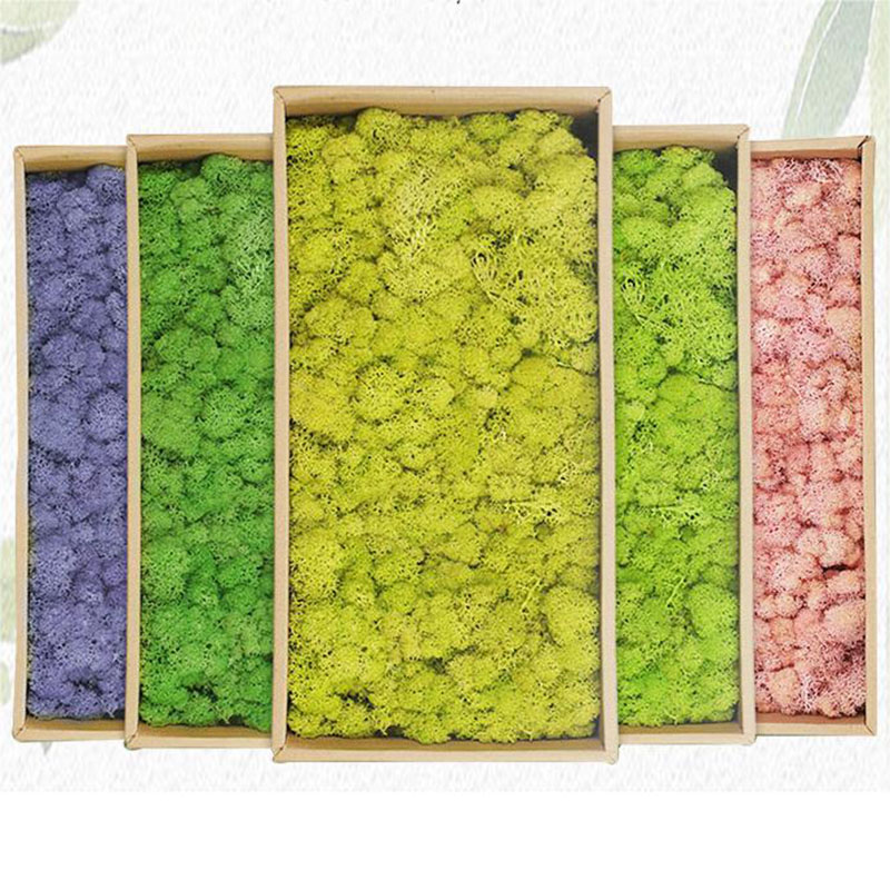 20g Artificial Green Moss Plan - Sphagnum Moss Dry 评论和价格