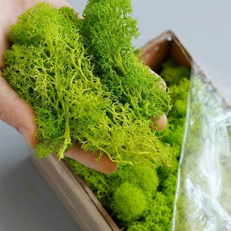 20g Artificial Green Moss Plan - Sphagnum Moss Dry 评论和价格